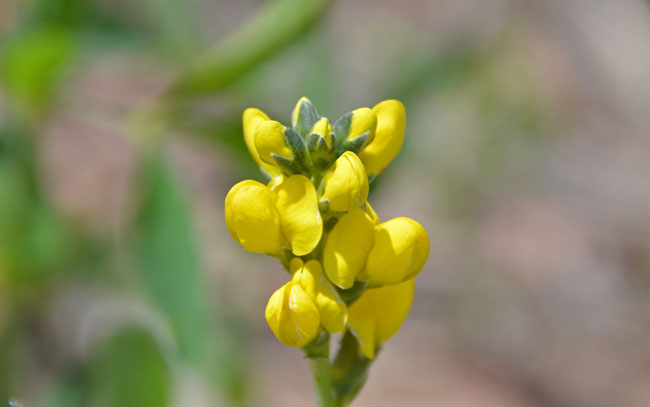 Thermopsis divaricarpa, Spreadfruit Goldenbanner